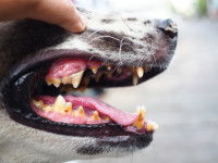 Un chien avec une infection au niveau de la bouche