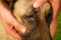 Un chien avec une infection oculaire
