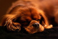 Un petit chien de type cocker malade dort sur le sol