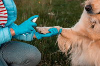 Une femme désinfecte la patte de son chien