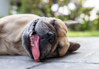 Un Bouledogue Français se sent mal à cause du soleil