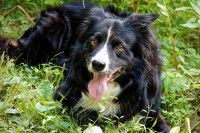 Un Border Collie a une insolation dans l'herbe