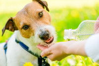 Une femme donne de l'eau à boire à son Jack Russell