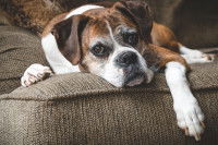 Un vieux chien fatigué allongé sur un canapé