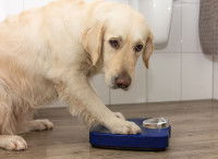 Un chien en surpoids monte sur une balance
