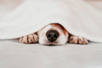 Un chien malade caché sous une couverture