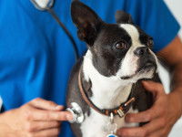 Un vétérinaire écoute le coeur d'un chien