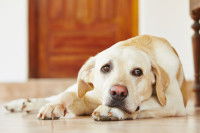 Un chien fatigué allongé sur le sol