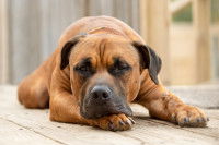 Un chien malade allongé sur le sol