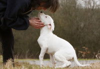 Un homme protège son chien