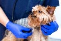 Un vétérinaire écoute le coeur d'un chien