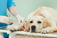 Un chien malade dans une clinique vétérinaire pour recevoir un traitement
