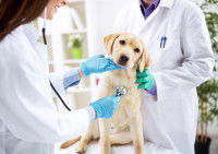 Une vétérinaire écoute le coeur d'un jeune chien