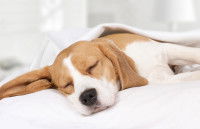 Un chien malade du coeur