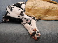 Les chiens prédisposés à l'insuffisance hépatique aiguë