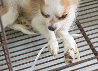 Stabiliser l’état d’un chien souffrant d’insuffisance hépatique aiguë