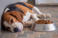 Un chien Beagle malade à côté de ses croquettes