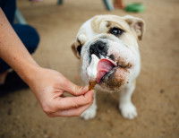 Une femme donne de la crème glacée à un chien Bouledogue
