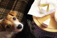Un Jack Russel à côté d'une assiette de fromage