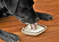 Un chien noir lape du lait dans une petite coupelle en verre