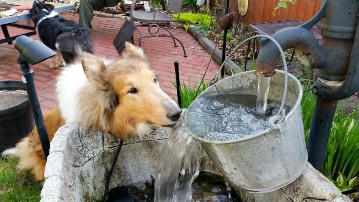 L Insuffisance Renale Chez Le Chien