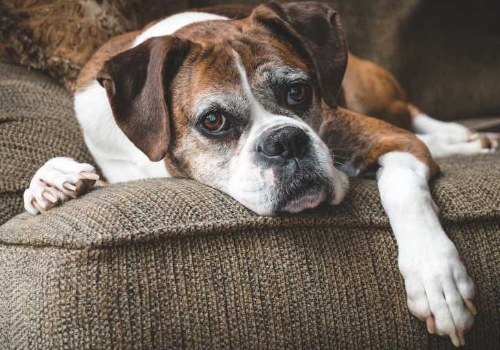 L Insuffisance Renale Chez Le Chien