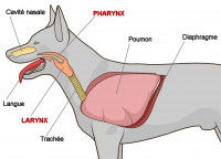 Schéma simple représentant le larynx et le pharynx du chien