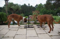 Deux Boxer se nourrissant sur la terrasse