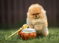 Un chiot Pomeranian dans un jardin à côté d'un pot de miel