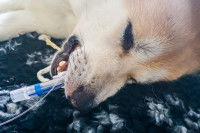 Un chien Labrador endormi avec un tuyau dans la bouche