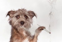 Un chien qui tient une cigarette dans sa patte gauche