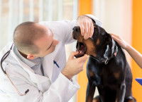 Vétérinaire auscultant la bouche d'un Rottweiler