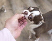 Chihuahua qui lèche la pilule qui lui est tendue