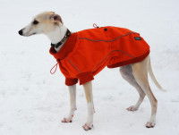Un lévrier habillé d'un manteau rouge debout dans la neige