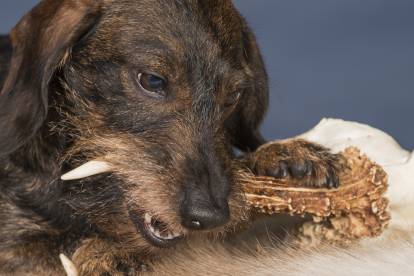 Bois de cerf pour chien : Le site officiel qui répond à toutes vos  questions 