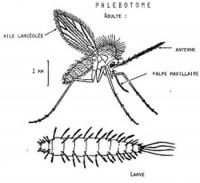 Représentation d'un phlébotome et d'un leishmania infantum