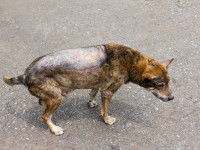 Chien atteint de leishmaniose perdant ses poils sur le dos