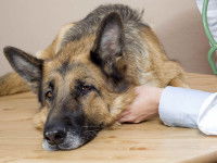 Berger Allemand traité pour la leishmaniose du chien