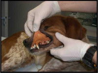 Un vétérinaire examine les dents d'un chien