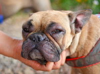Un chien souffrant d'intertrigo sur son visage