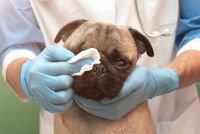 Un vétérinaire nettoie l'intertrigo d'un chien avec une lingette antiseptique