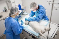 Un chien se fait opérer par un vétérinaire