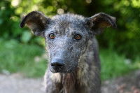 Un chien errant souffrant de plaques d'alopécie