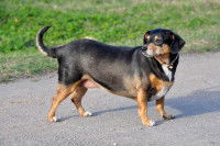 Un vieux chien obèse avec de l'alopécie