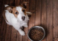 Un petit chien assis devant sa gamelle de croquettes