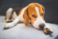 Un chien Beagle stressé se lèche la patte
