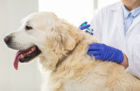 Un vétérinaire fait un vaccin à un gros chien blanc