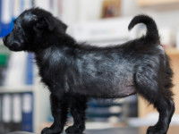 Un petit chien noir souffrant d'alopécie étendue