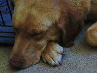 Les traitements pour les pododermatites du chien