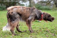 L'alopécie récurrente des flancs